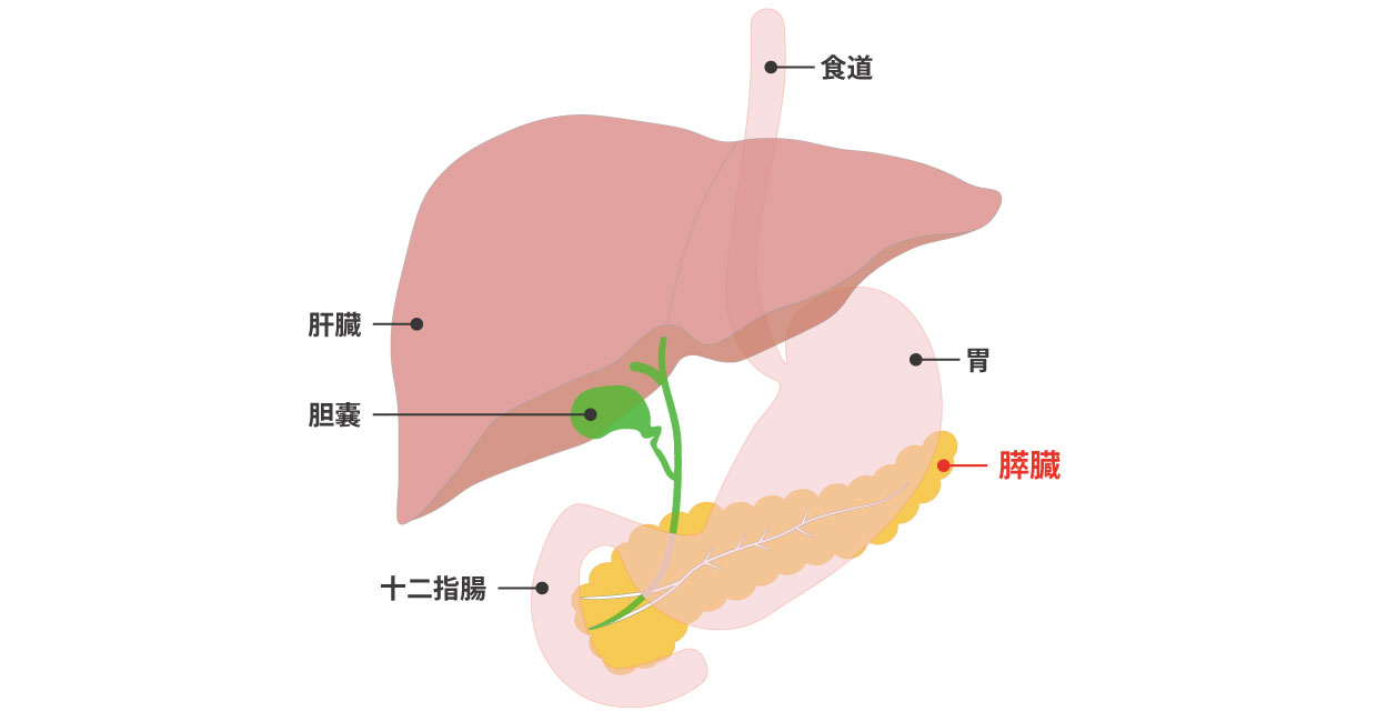 トリプシンとがん